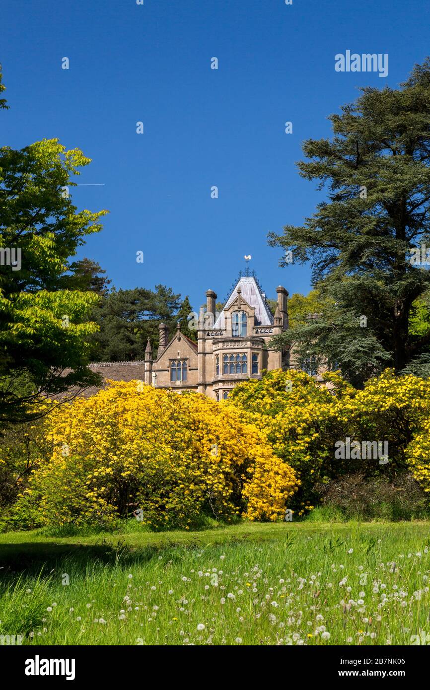 Architecture victorienne gothique de Revival et azalées colorées à Tyntesfield House, nr Wraxall, Somerset Nord, Angleterre, Royaume-Uni Banque D'Images