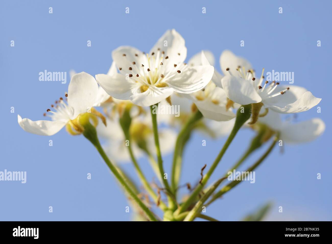Fleurs printanières blanches s'ouvrant sous la lumière du soleil, San Martín de la Vega, Madrid, capturé dans une composition nette en gros plan sur un fond doux. Banque D'Images