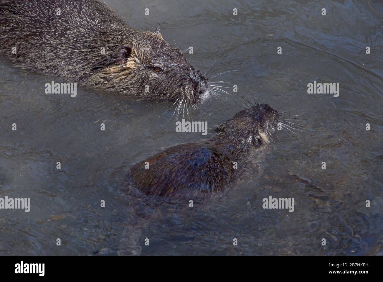 près de deux coypu nager dans l'eau Banque D'Images