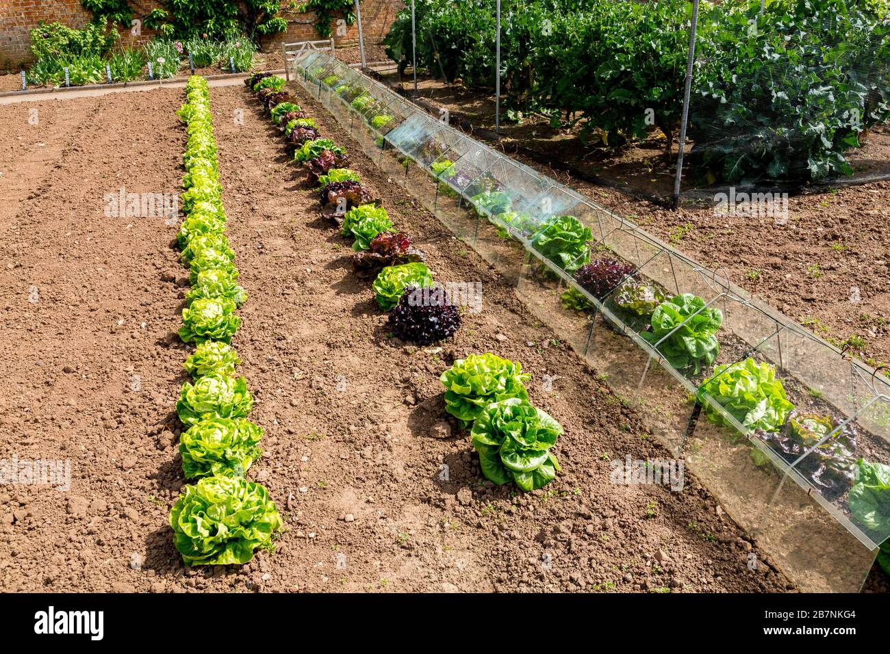 Une récolte impressionnante et colorée de variétés de laitue dans le jardin de cuisine fortifiée de Tyntesfield House, nr Wraxall, Somerset Nord, Angleterre, Royaume-Uni Banque D'Images