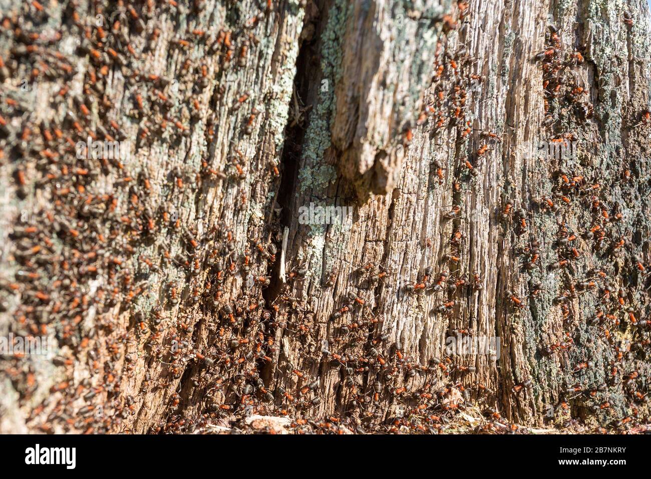Beaucoup d'ants sur un arbre Banque D'Images