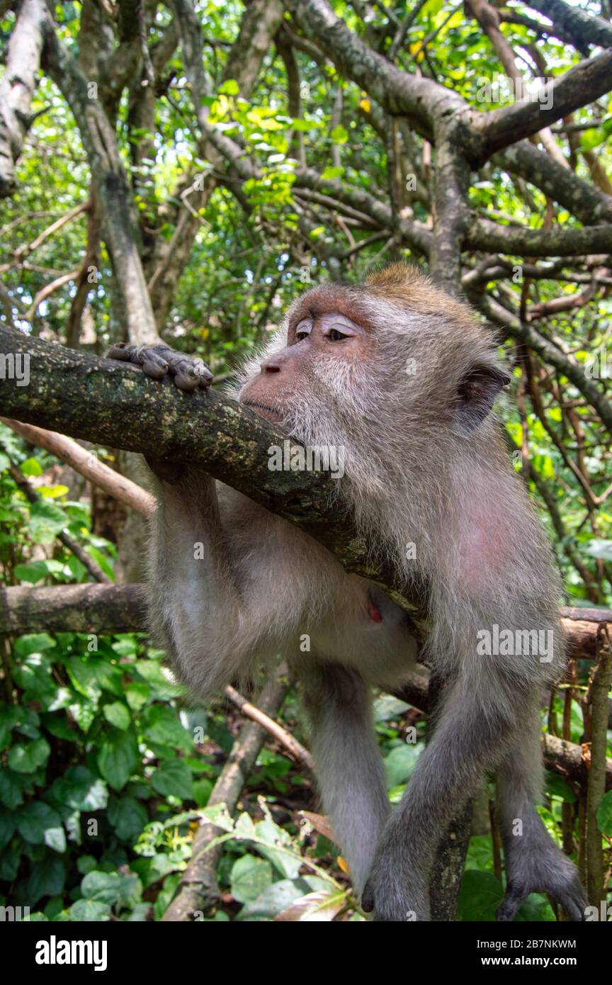 Macaque à queue longue (Macaca fascicularis). Singe dans la forêt de singes, Ubud, Bali, Indonésie Banque D'Images