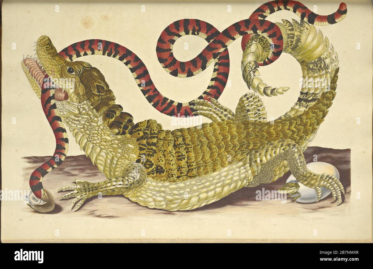 Caiman (Caiman crocodilus) et un faux serpent de corail. De: Métamorphose insectorum Surinamensium, 1705. Trouvé dans la Collection du Musée d'État de Darwin, Moscou. Banque D'Images