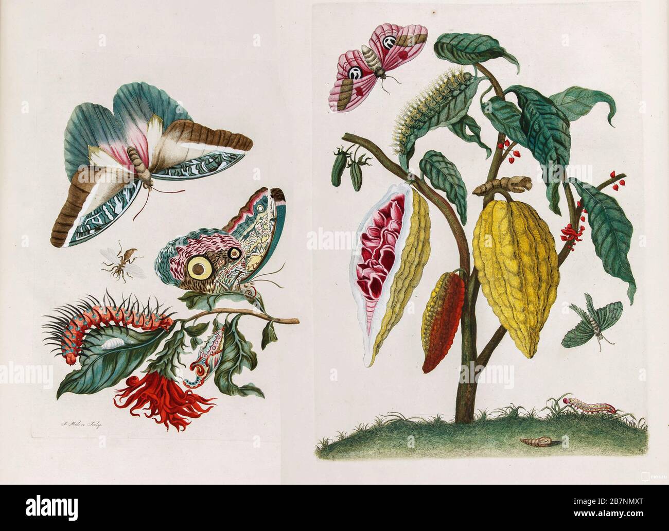 Du Livre Metamorphosis insectorum Surinamensium, 1705. Trouvé dans la Collection du Musée d'État de Darwin, Moscou. Banque D'Images