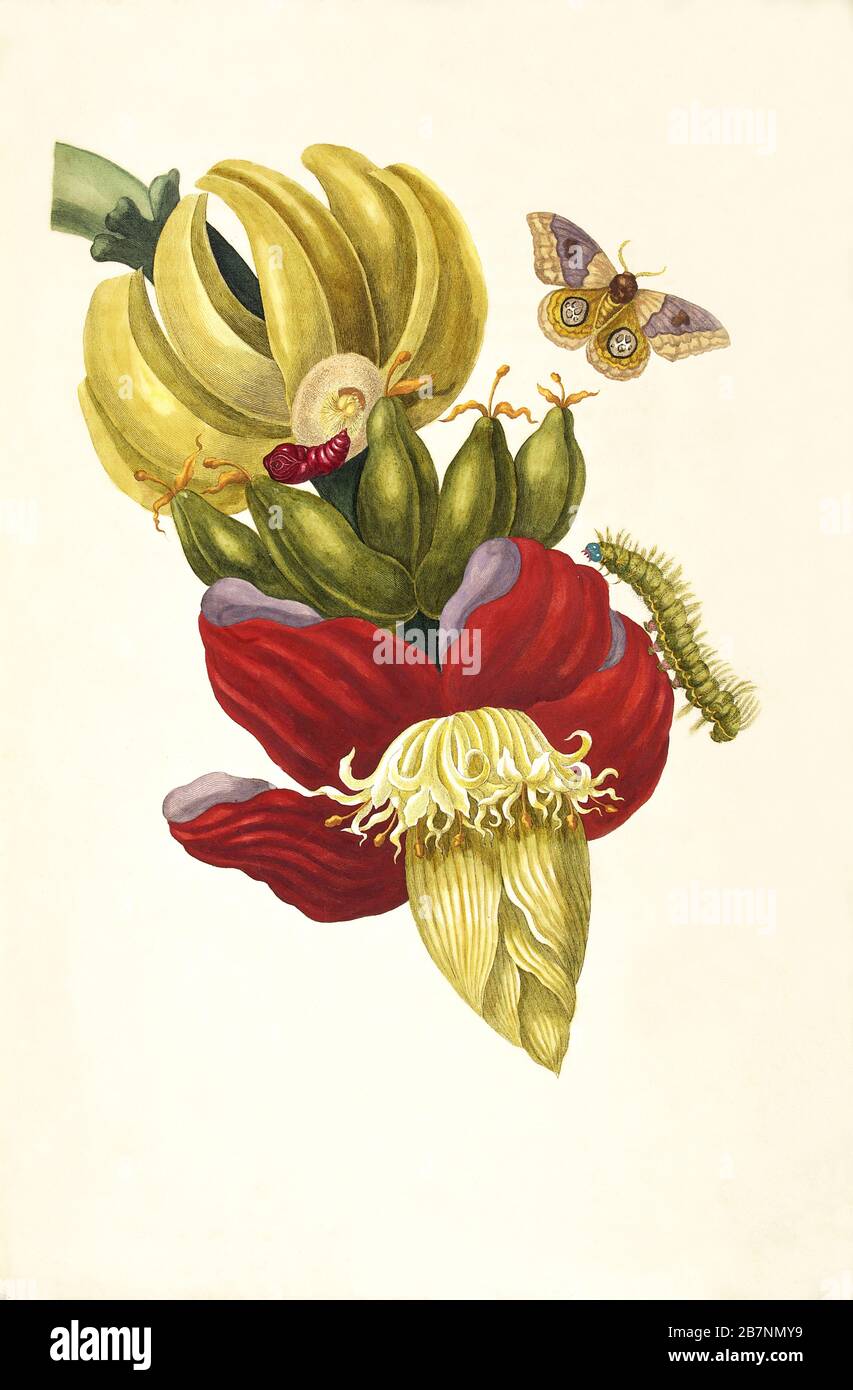 Du Livre Metamorphosis insectorum Surinamensium, 1705. Trouvé dans la Collection du Musée d'État de Darwin, Moscou. Banque D'Images