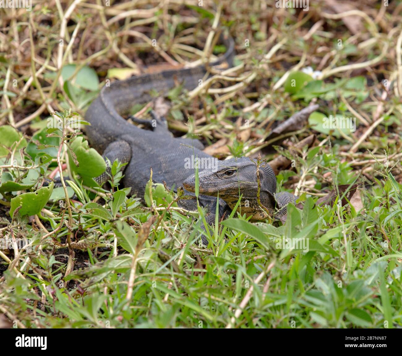 Lizard de surveillance de l'eau malaisienne vu près d'un lac dans les jardins botaniques de Singapour. Banque D'Images
