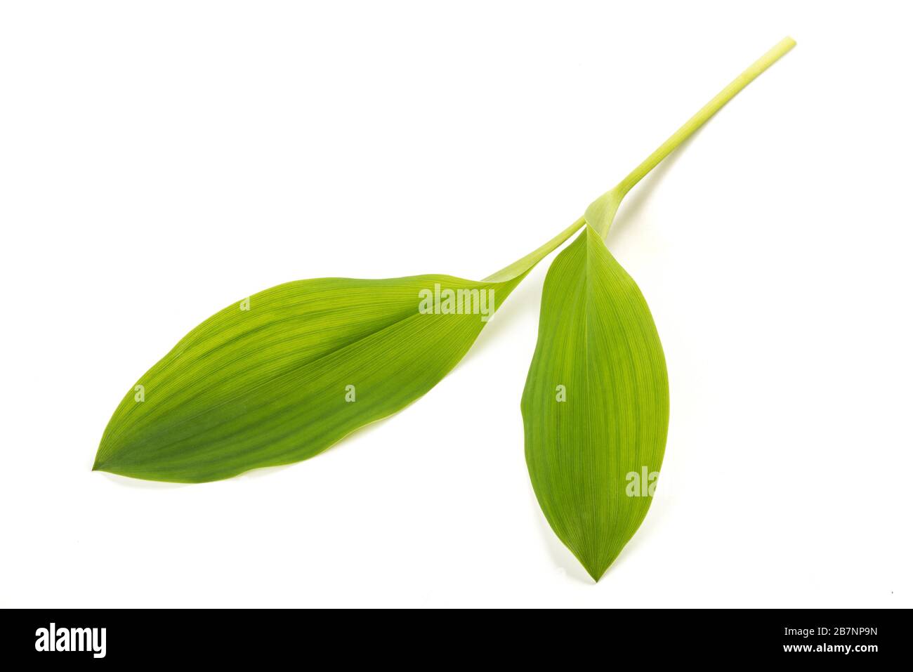 Lily de la vallée feuilles isolées sur blanc Banque D'Images