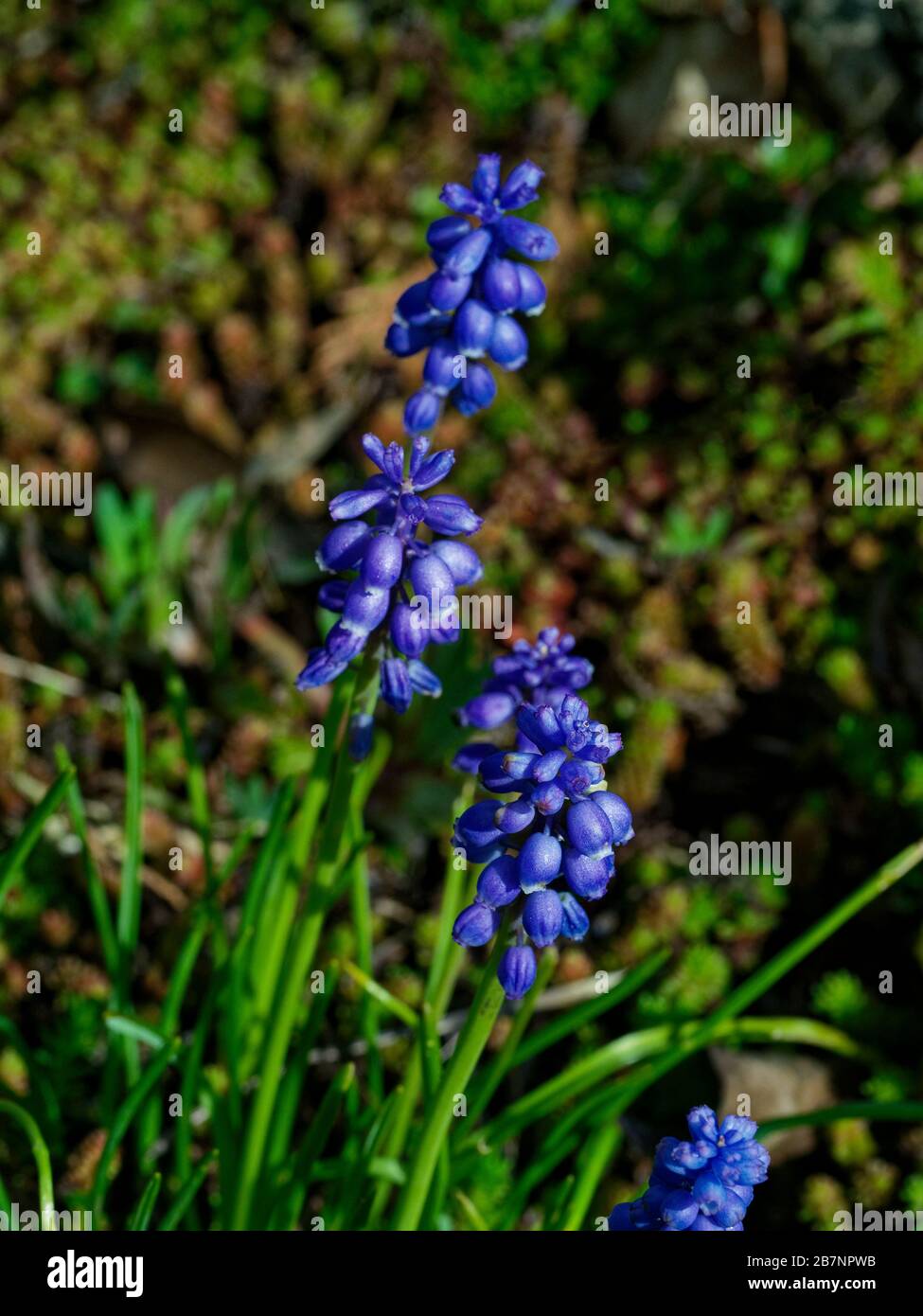 Muscari (jacinthe de raisin) dans un lit de fleur au printemps Banque D'Images