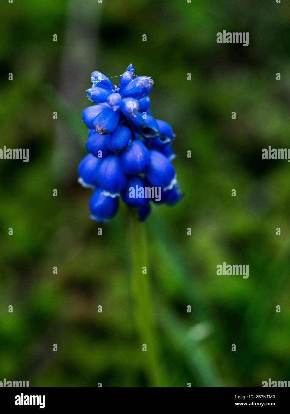 Gros plan du muscari fleuri (jacinthe de raisin) Banque D'Images