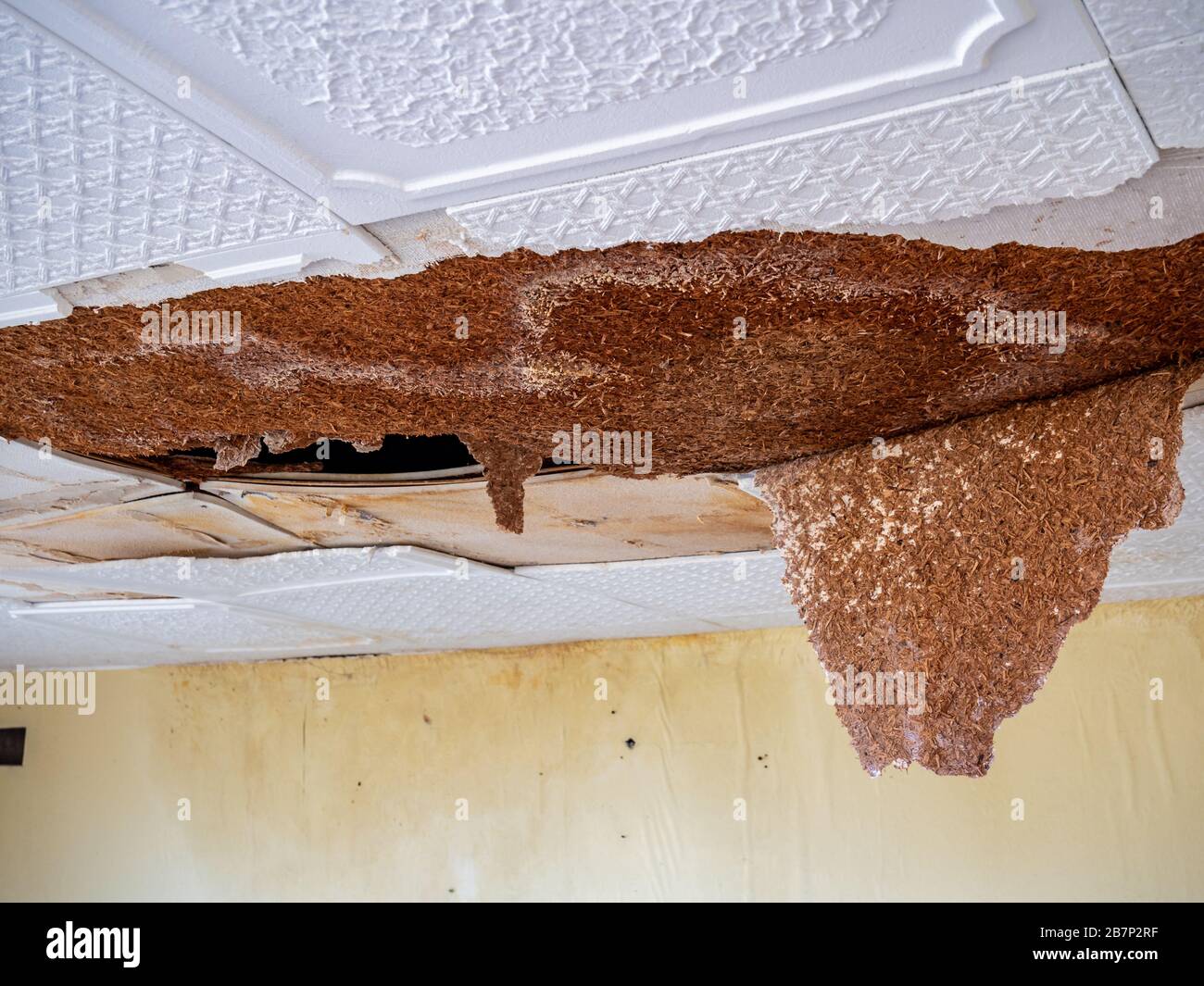 Appartement endommagé d'eau de carreaux de plafond cassé Banque D'Images