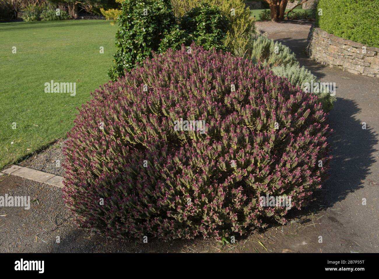 Hiver Foliage d'un arbuste Evergreen Hebe « Super Red » dans un jardin de campagne à Devon rural, Angleterre, Royaume-Uni Banque D'Images