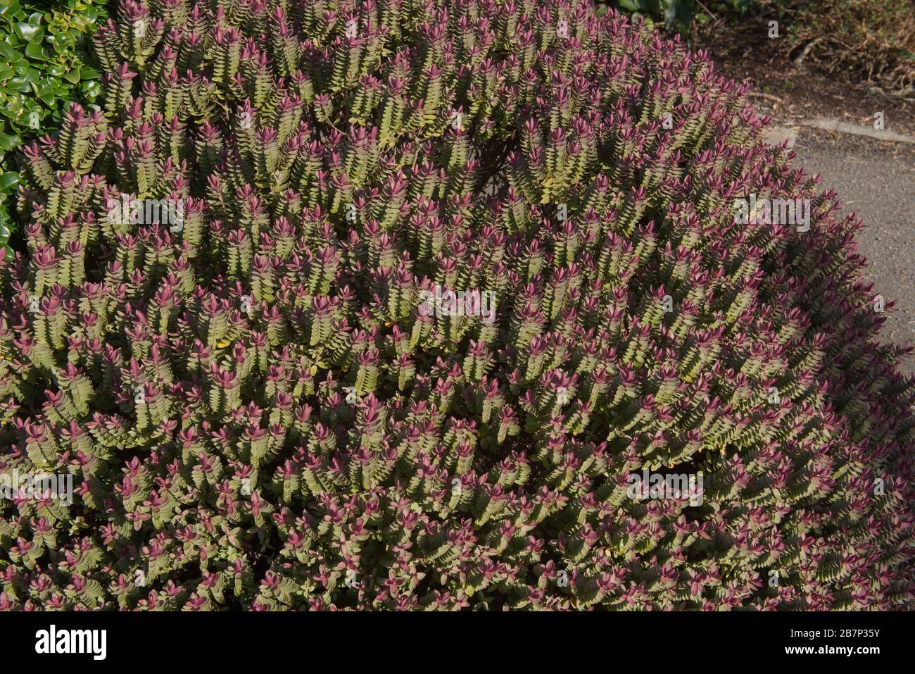 Hiver Foliage d'un arbuste Evergreen Hebe « Super Red » dans un jardin de campagne à Devon rural, Angleterre, Royaume-Uni Banque D'Images