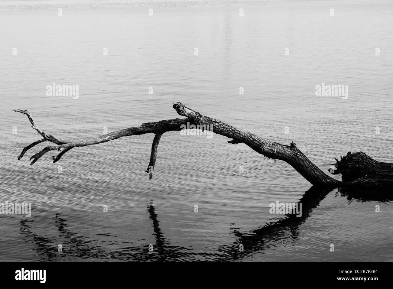 Une grande branche d'arbres tombés au-dessus de l'eau d'un lac en noir et blanc, le lac Morii, Bucarest, Roumanie Banque D'Images