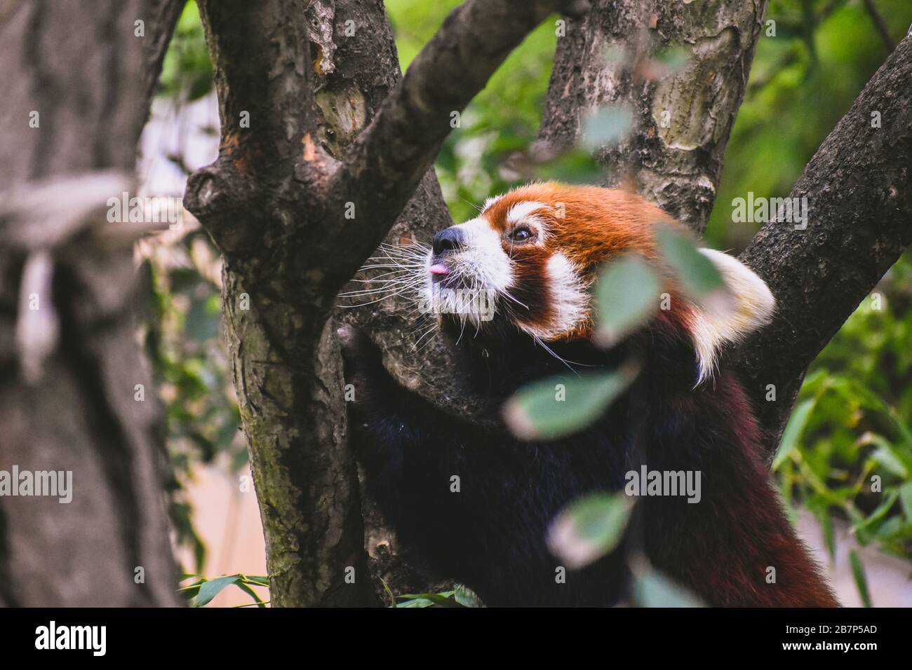 Le panda rouge dans un arbre Banque D'Images