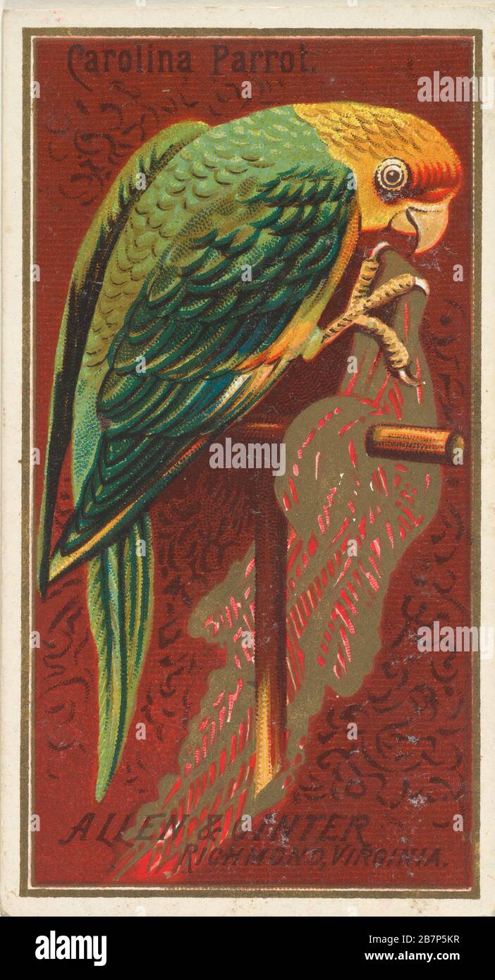 Carolina Parrot, de la série Birds of America (N 4) pour Allen &amp; Ginter cigarettes Brands, 1888. Banque D'Images