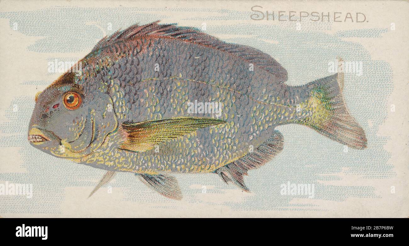 Sheepshead, de la série Fish from American Waters (N 8) pour Allen &amp; Ginter cigarettes Brands, 1889. Banque D'Images