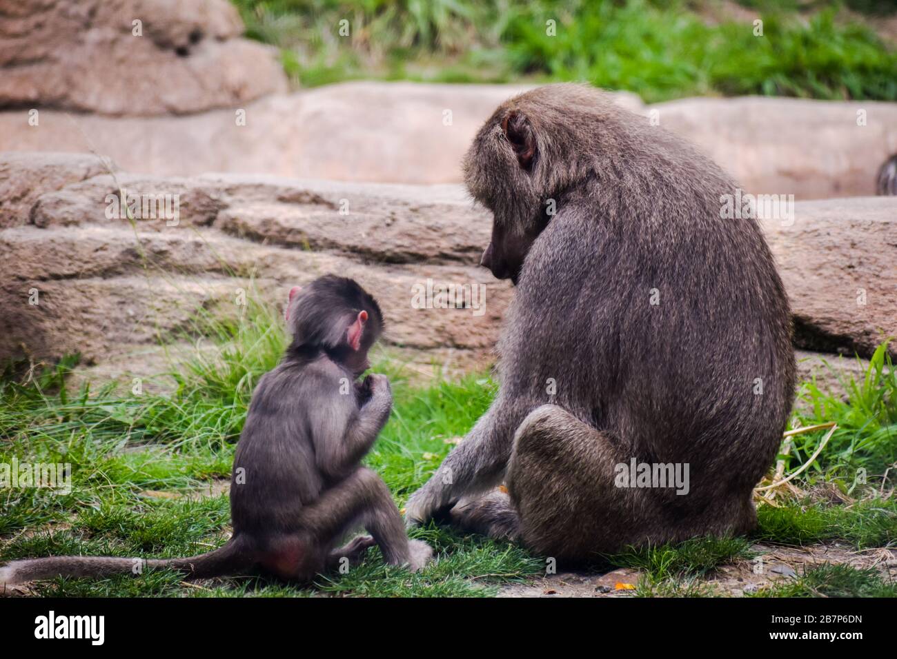 Bébé singe et mère Banque D'Images