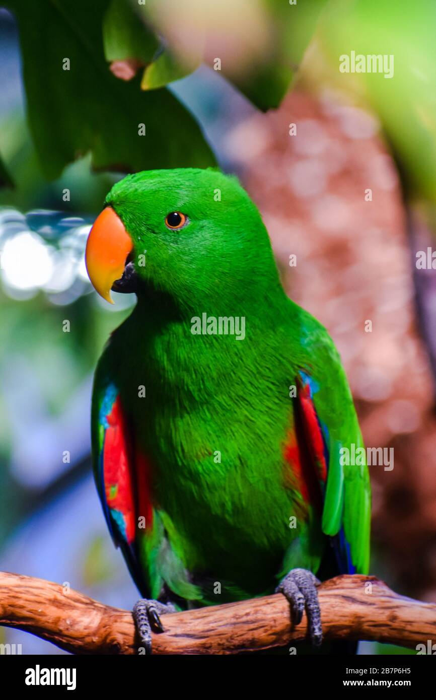 Oiseau Eclectus mâle vif Banque D'Images