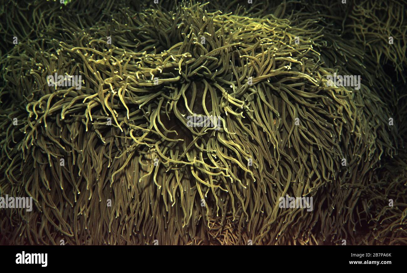 L'anémone Anemonia viridis (Snakelocks) Banque D'Images