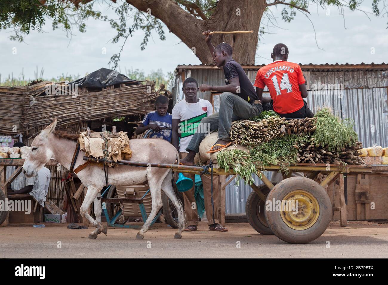 Niger : chariot à ânes transportant des légumes dans la rue de Niamey Banque D'Images