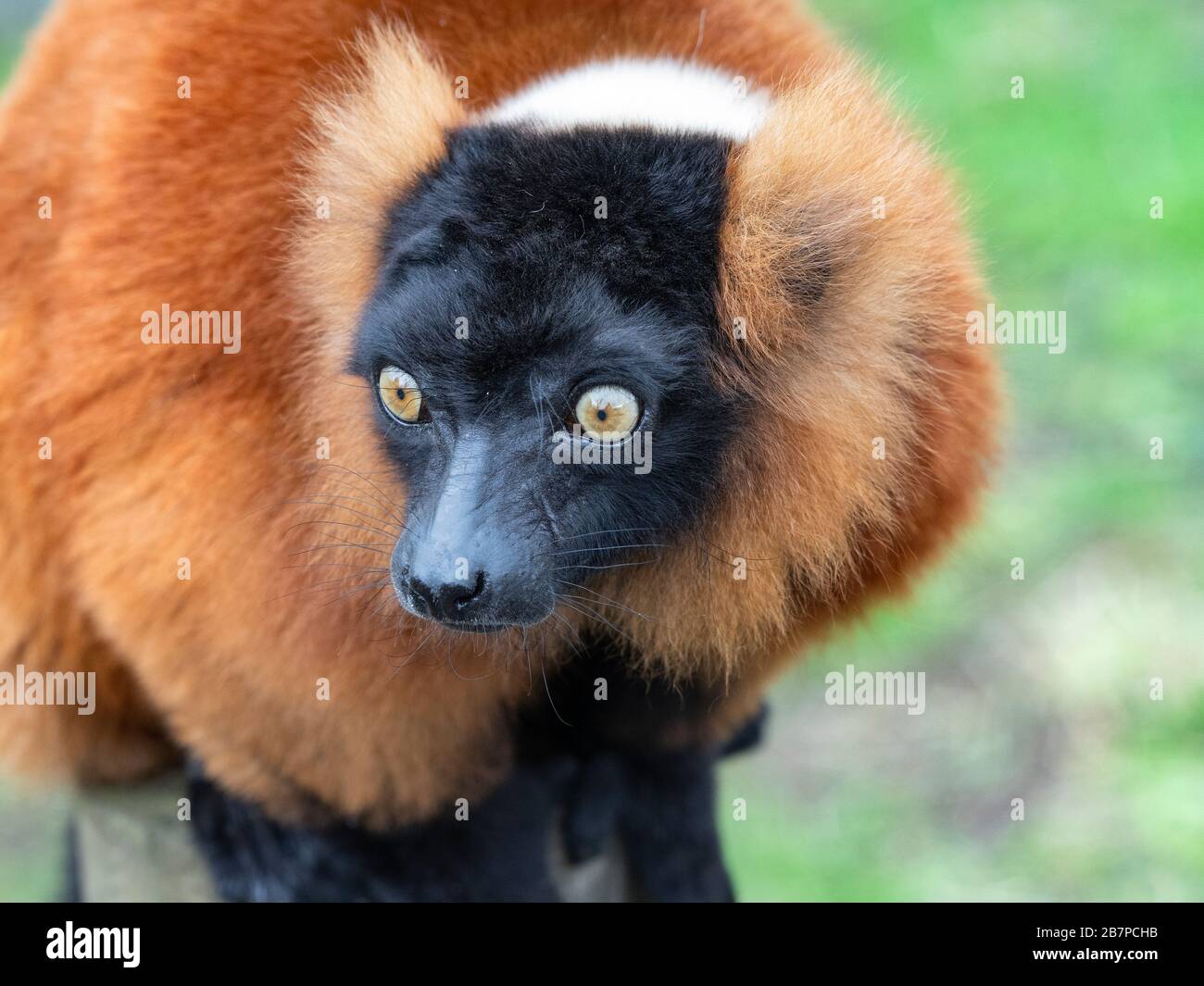 Red-gélinotte lemur Le Varecia rubra portrait captif Banque D'Images