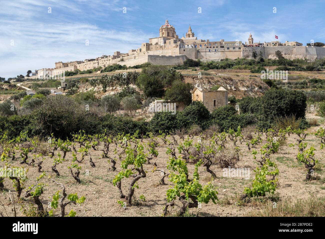 Vignes et la ville fortifiée de Mdina, Malte Banque D'Images