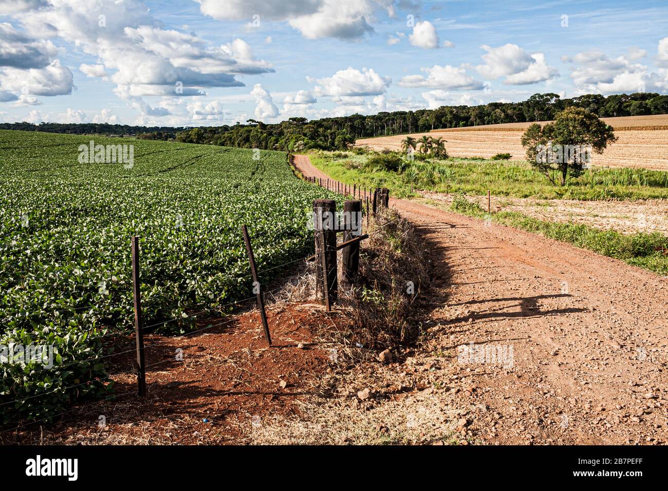 Guatambu Santa Catarina fonte: c8.alamy.com Fonte: c8.alamy.com
