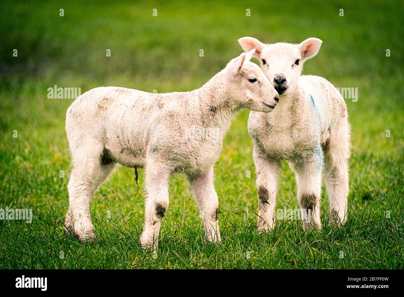 Une paire de agneaux dans un champ juste sur le bord de Spark Bridge. Banque D'Images