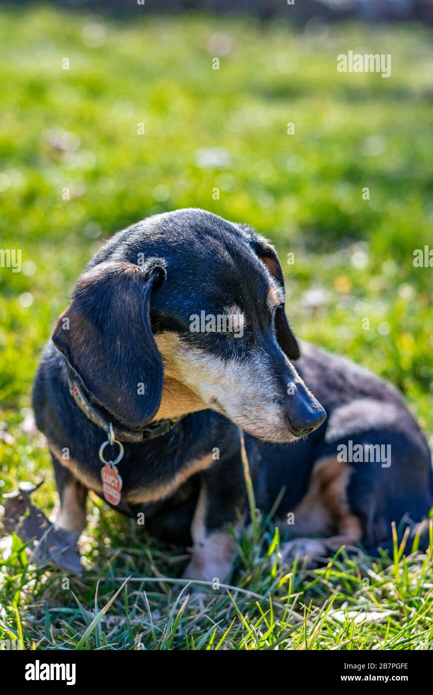 Chien teckel avec fourrure noire debout dans l'herbe Banque D'Images