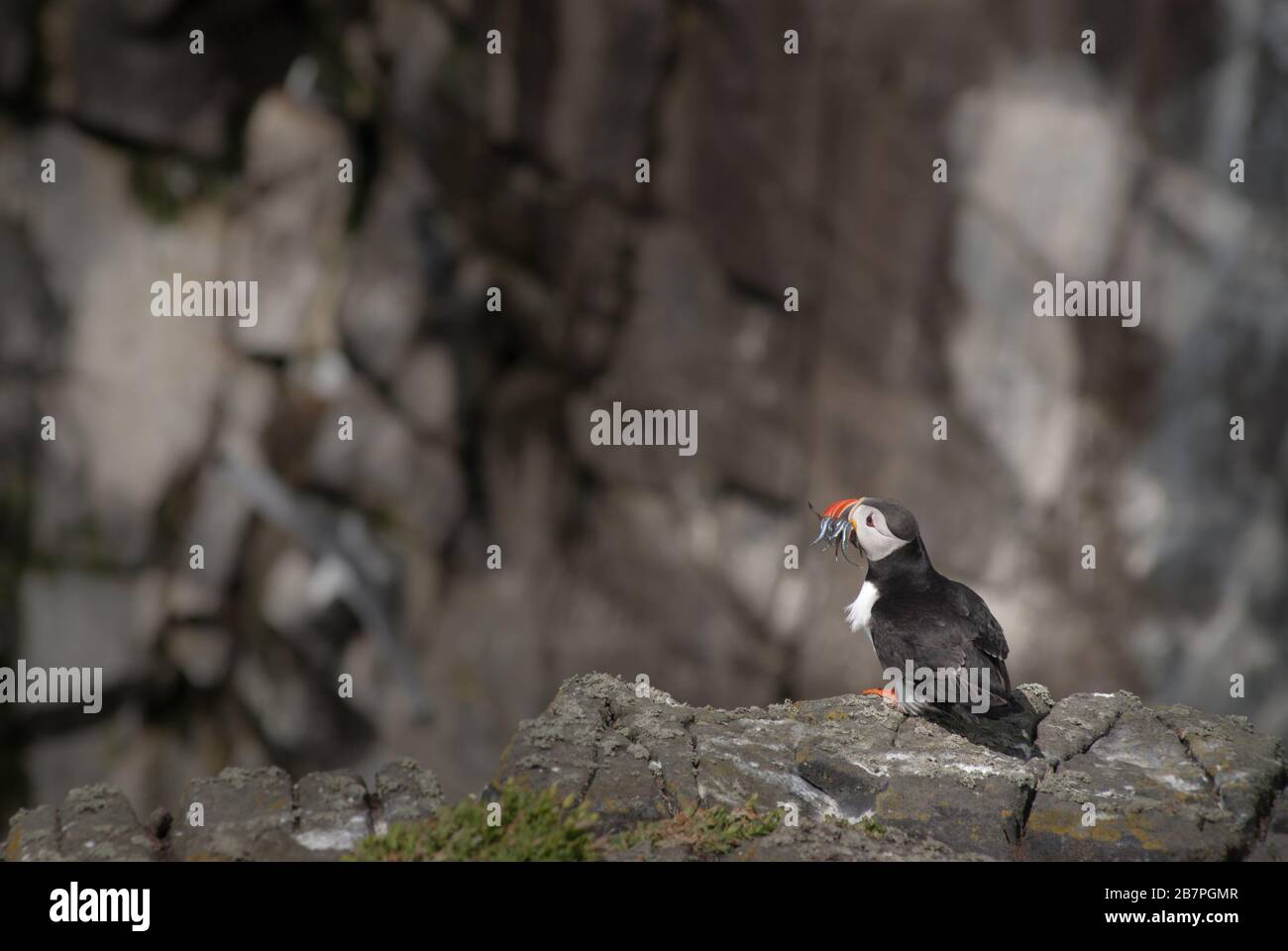 Puffin adulte (Fratercula arctica) reposant sur le bord de la falaise avec un bec plein de sandeels. Ile de May, Ecosse, Royaume-Uni. Banque D'Images