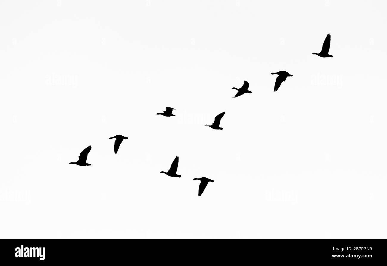Un troupeau d'oies à pattes roses silhouettées (Anser brachyrhynchus), réserve naturelle nationale du Loch Leven, Écosse, Royaume-Uni. Banque D'Images Un troupeau d'oies à pattes roses silhouettées (Anser brachyrhynchus), réserve naturelle nationale du Loch Leven, Écosse, Royaume-Uni. Banque D'Images