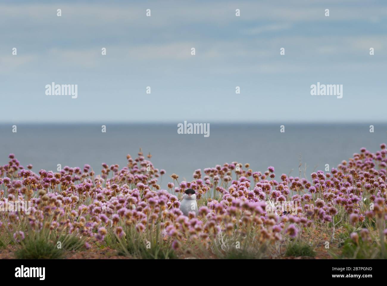 Sterne arctique (Sterna paradisaea) incubant sur un nid parmi des fleurs roses de mer. Ile de May, Ecosse, Royaume-Uni. Banque D'Images