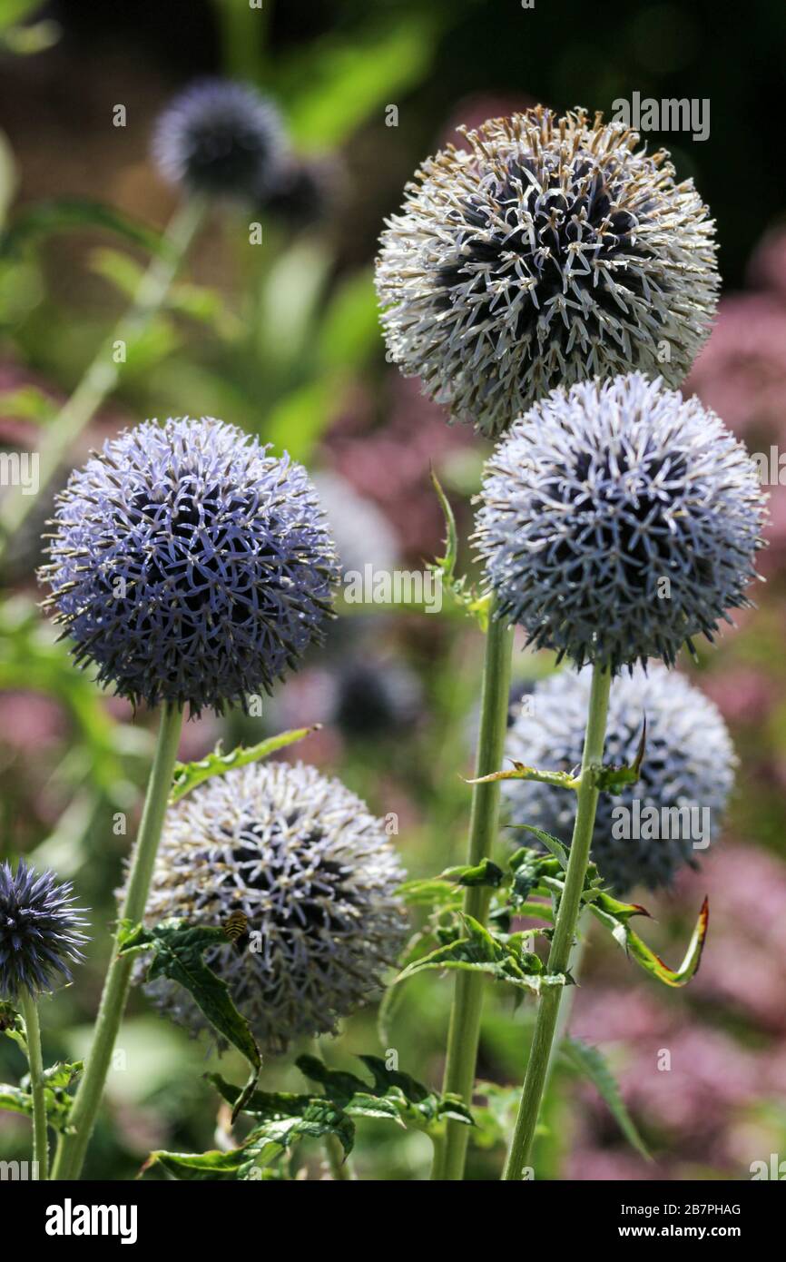 Gros-plan des thristes de globe bleu ou violet (Echinops) dans Arboretum Park à Derby, en Angleterre Banque D'Images