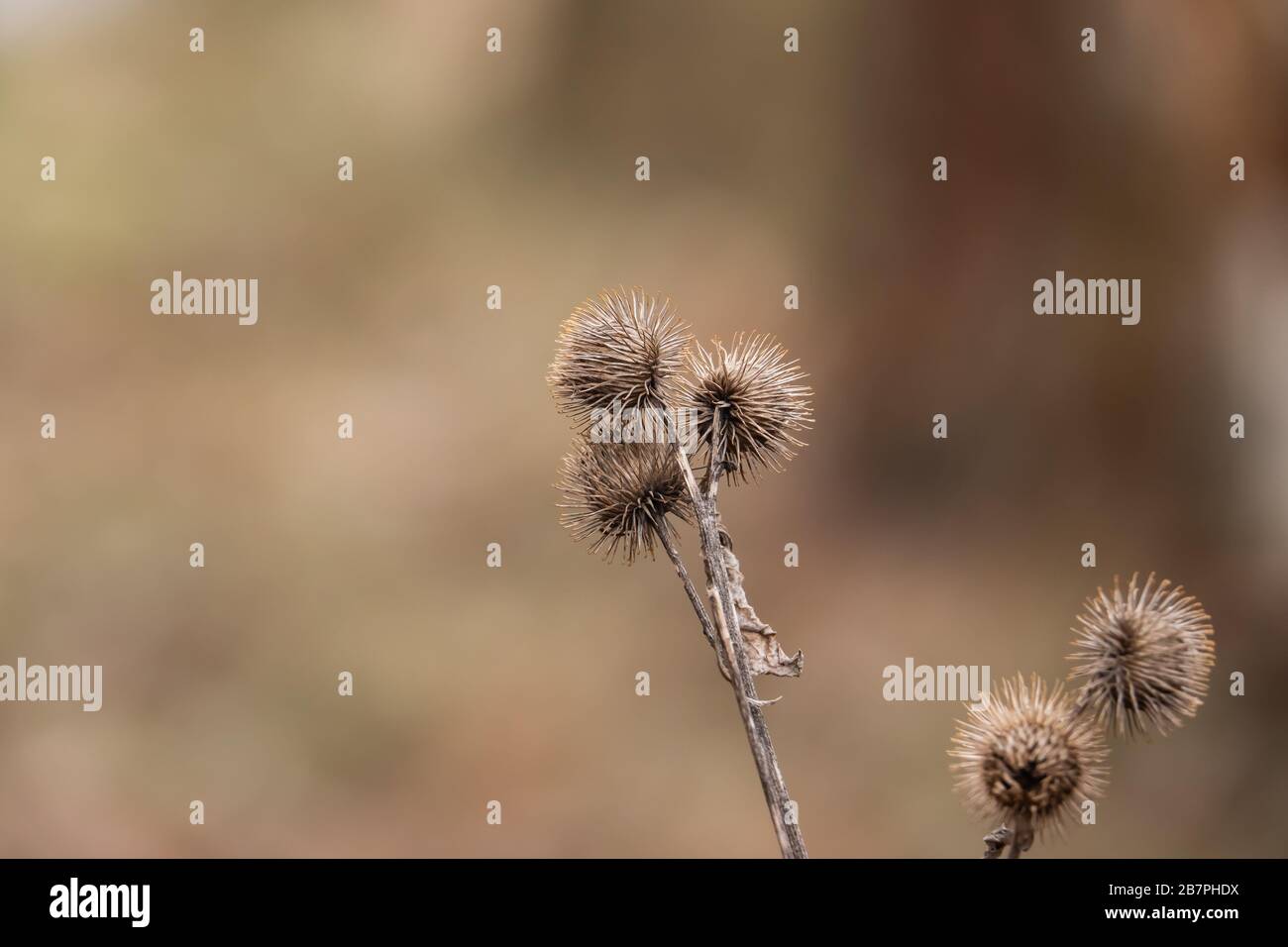 Fruits secs de Burdock en hiver Banque D'Images