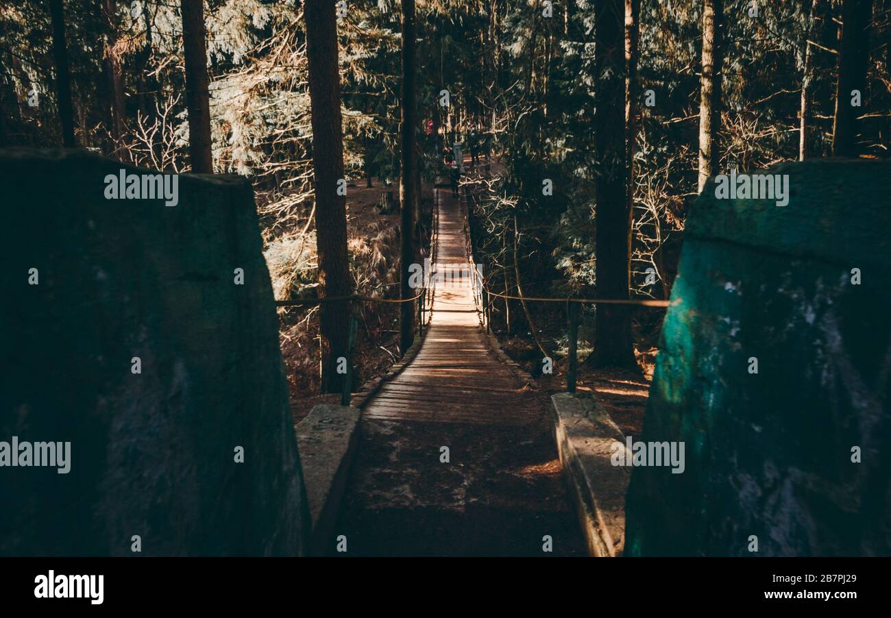 Pont suspendu dans la forêt de pins. Photo avec vue panoramique Banque D'Images
