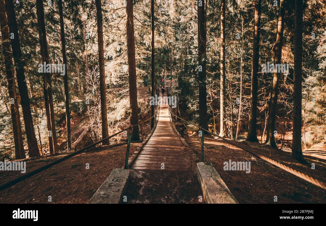 Pont suspendu dans la forêt de pins. Photo avec vue panoramique Banque D'Images