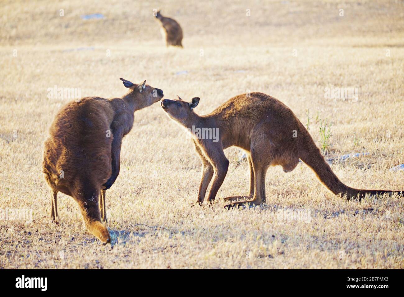 Kangourous masculins en confrontation Banque D'Images