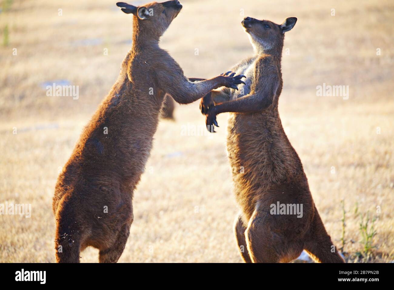 Kangourous masculins en confrontation Banque D'Images