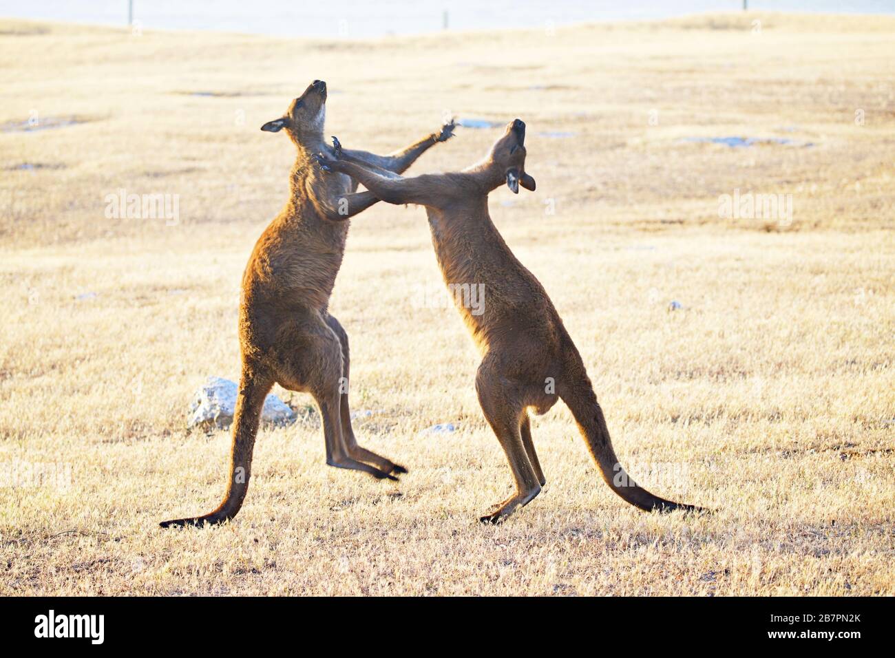 Kangourous masculins en confrontation Banque D'Images