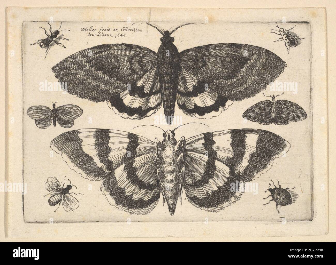 Deux papillons et six insectes, 1645. Banque D'Images