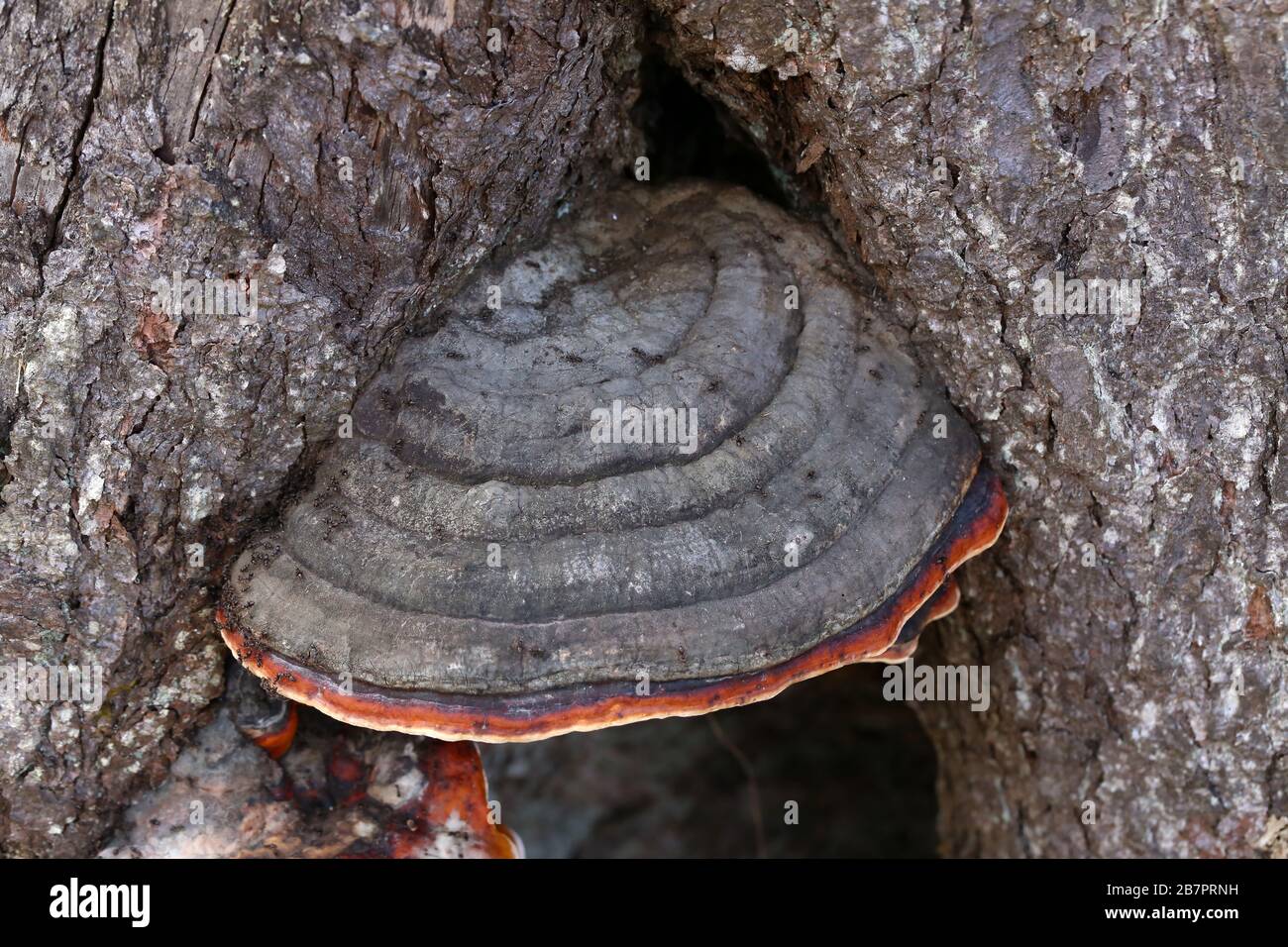 Champignon à l'urine de champignons sur un gros plan d'arbre Banque D'Images