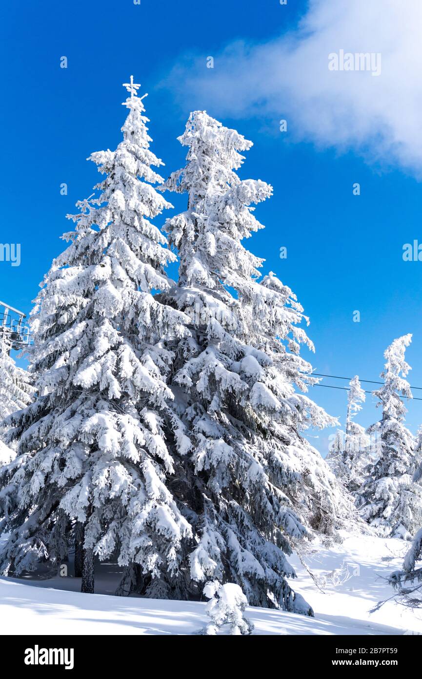 Superbe vue du matin sur la forêt de montagne après une forte chute de neige. Misty paysage d'hiver dans le bois neigeux, bonne année concept de célébration. Artistique Banque D'Images