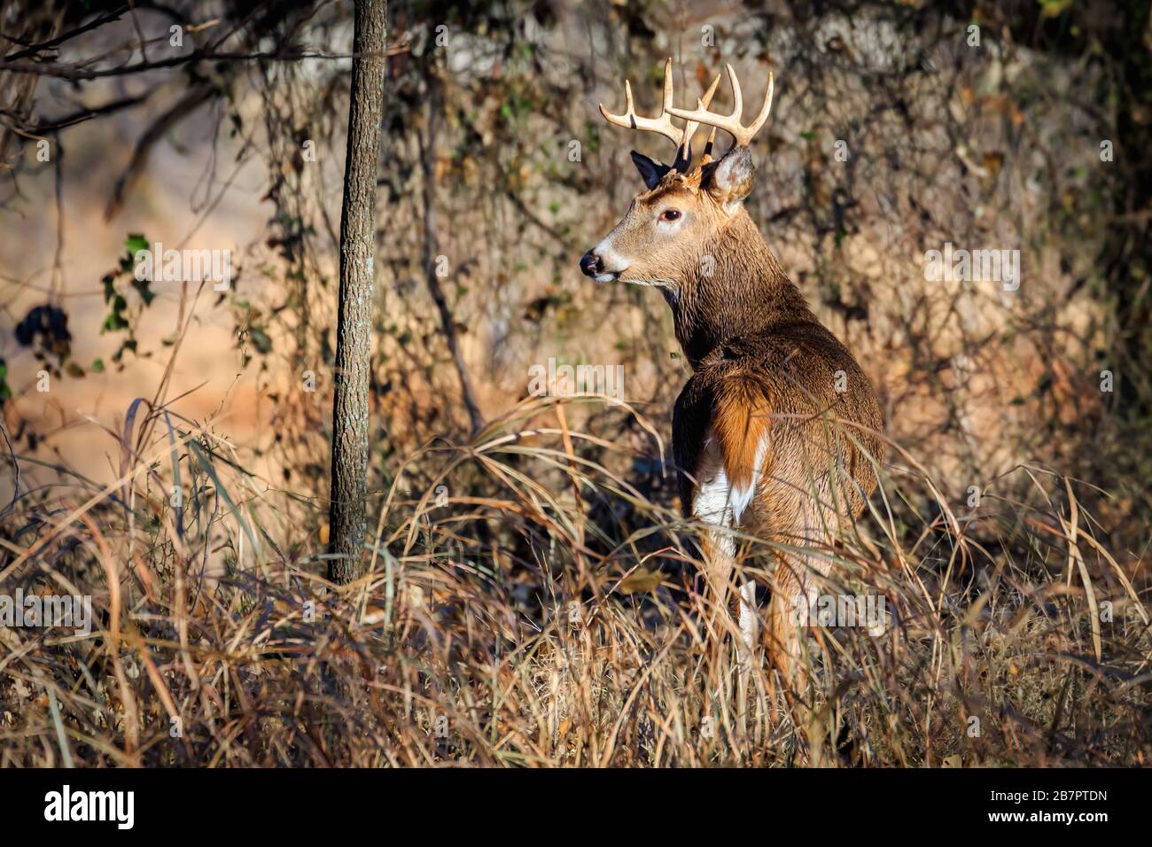 Un cerf de Virginie (Odocoileus virginianus) buck dans la forêt du parc naturel Martin d'Oklahoma City Banque D'Images