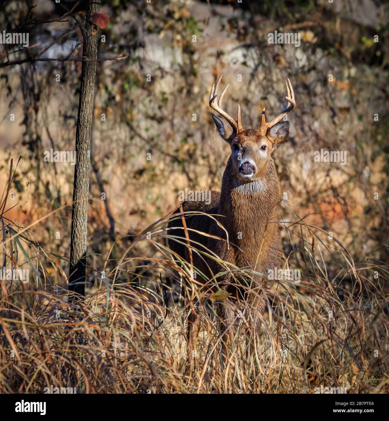 Un cerf de Virginie (Odocoileus virginianus) buck dans la forêt du parc naturel Martin d'Oklahoma City Banque D'Images
