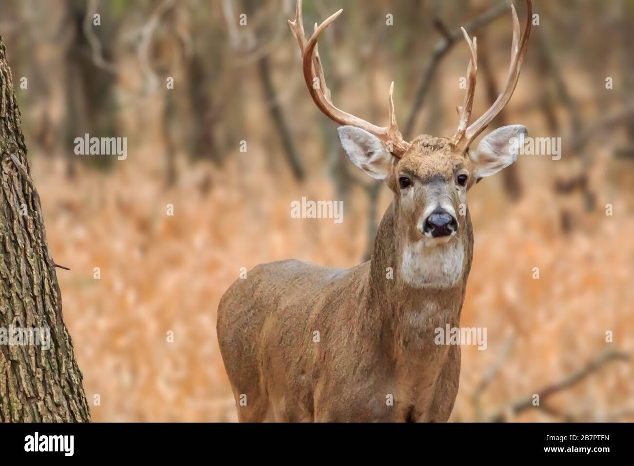 Un cerf de Virginie (Odocoileus virginianus) buck dans la forêt du parc naturel Martin d'Oklahoma City Banque D'Images