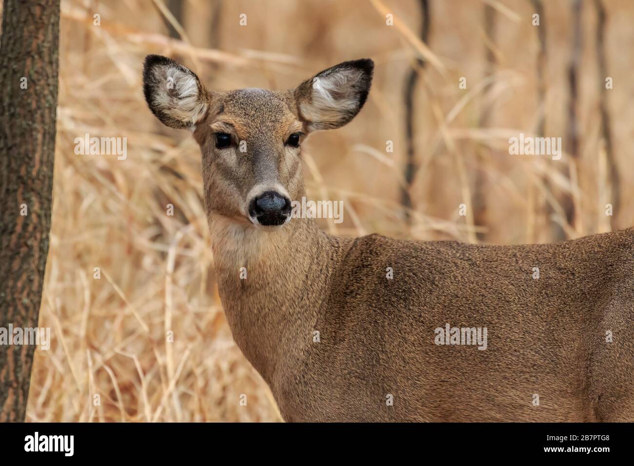 Cerf de Virginie (Odocoileus virginianus), doe, dans une forêt hivernale d'Oklahoma City Banque D'Images
