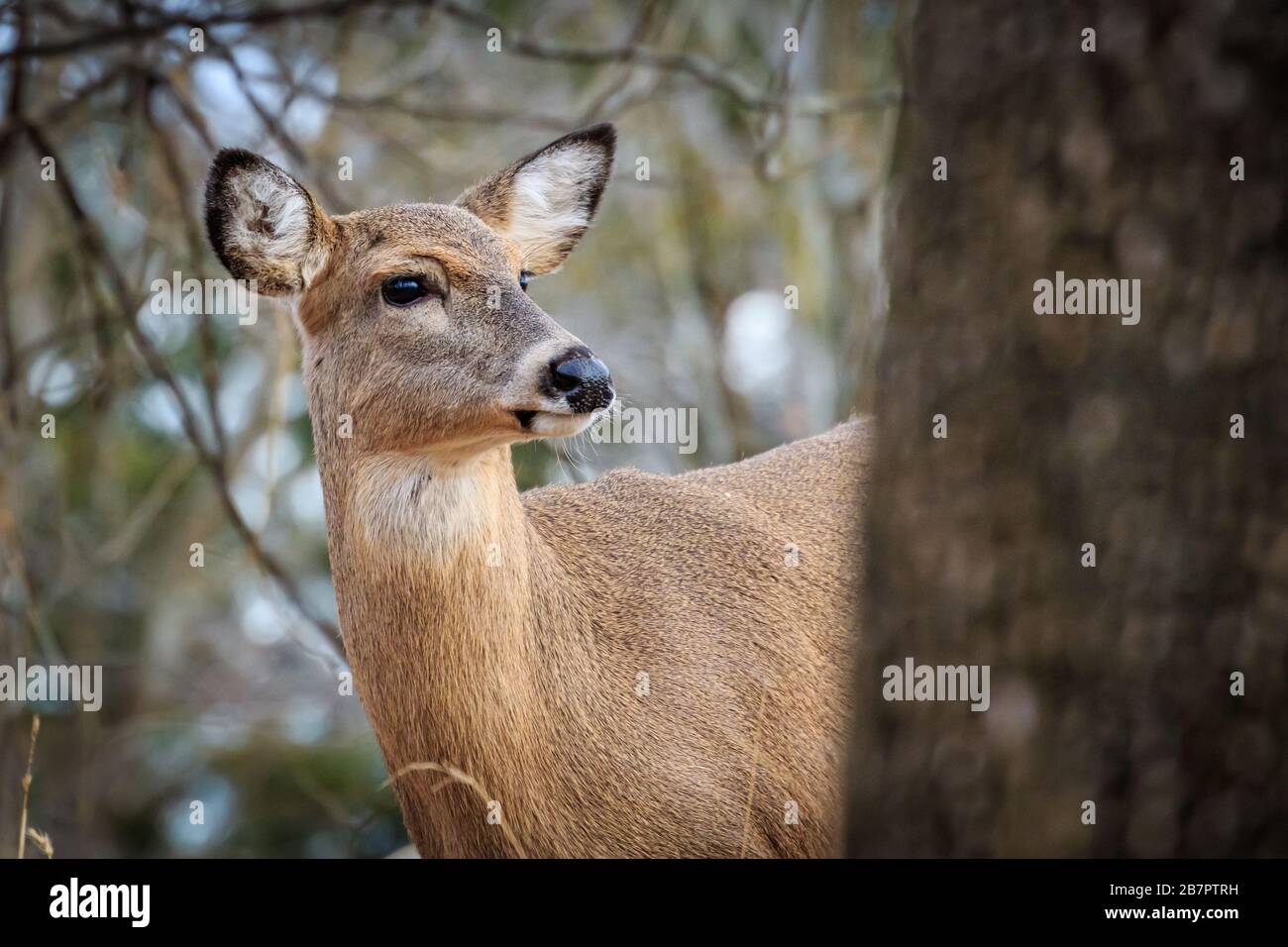 Cerf de Virginie (Odocoileus virginianus), doe, dans une forêt hivernale d'Oklahoma City Banque D'Images