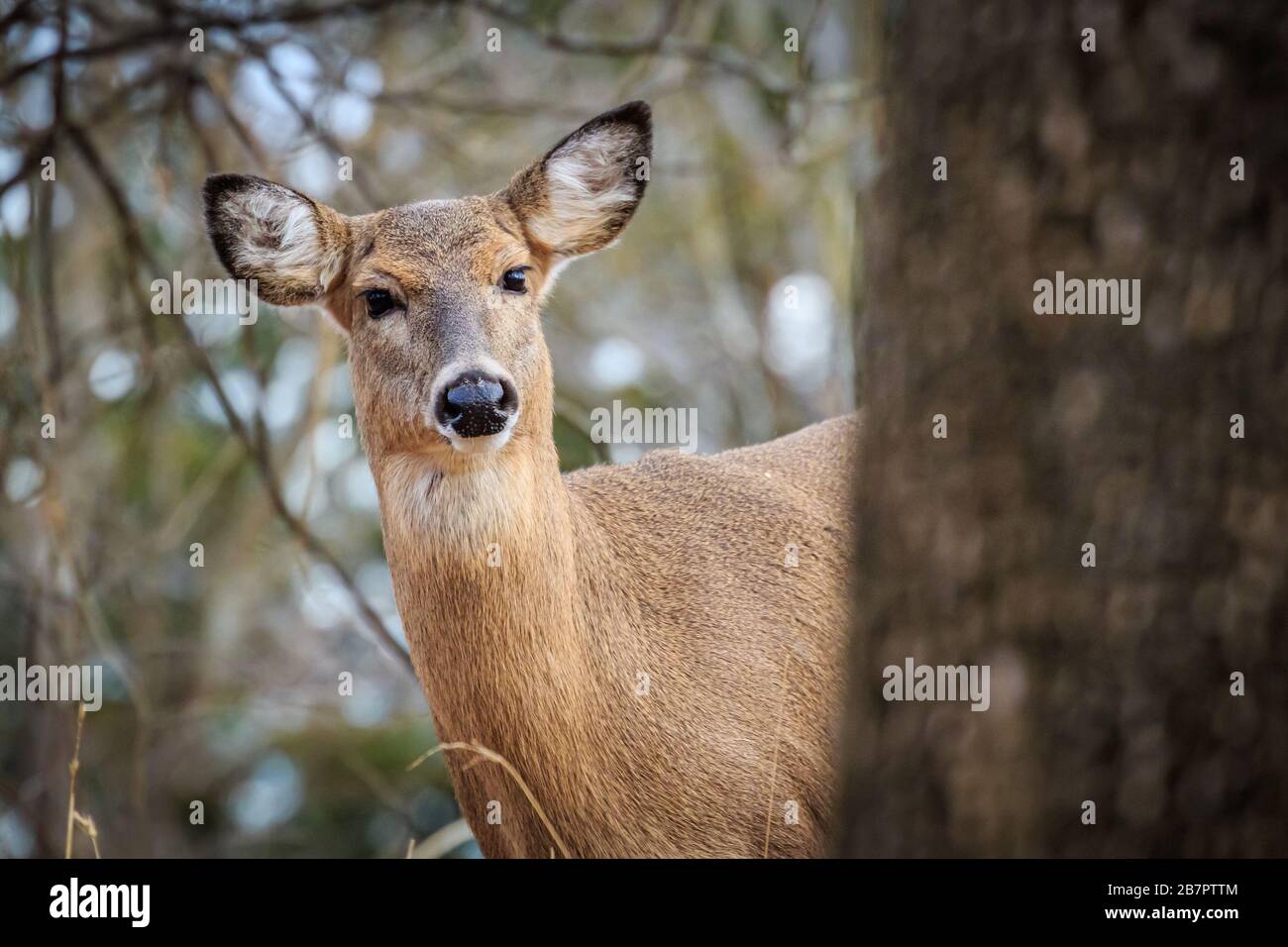 Cerf de Virginie (Odocoileus virginianus), doe, dans une forêt hivernale d'Oklahoma City Banque D'Images