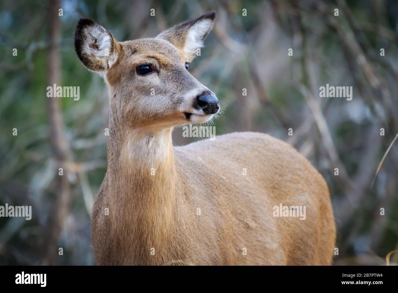 Cerf de Virginie (Odocoileus virginianus), doe, dans une forêt hivernale d'Oklahoma City Banque D'Images