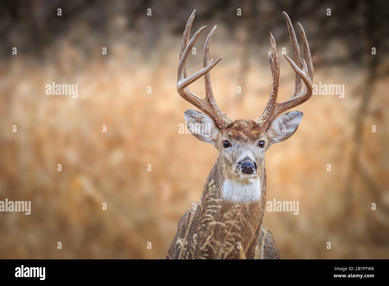 Cerf de Virginie (Odocoileus virginianus), buck, dans une forêt hivernale d'Oklahoma City Banque D'Images